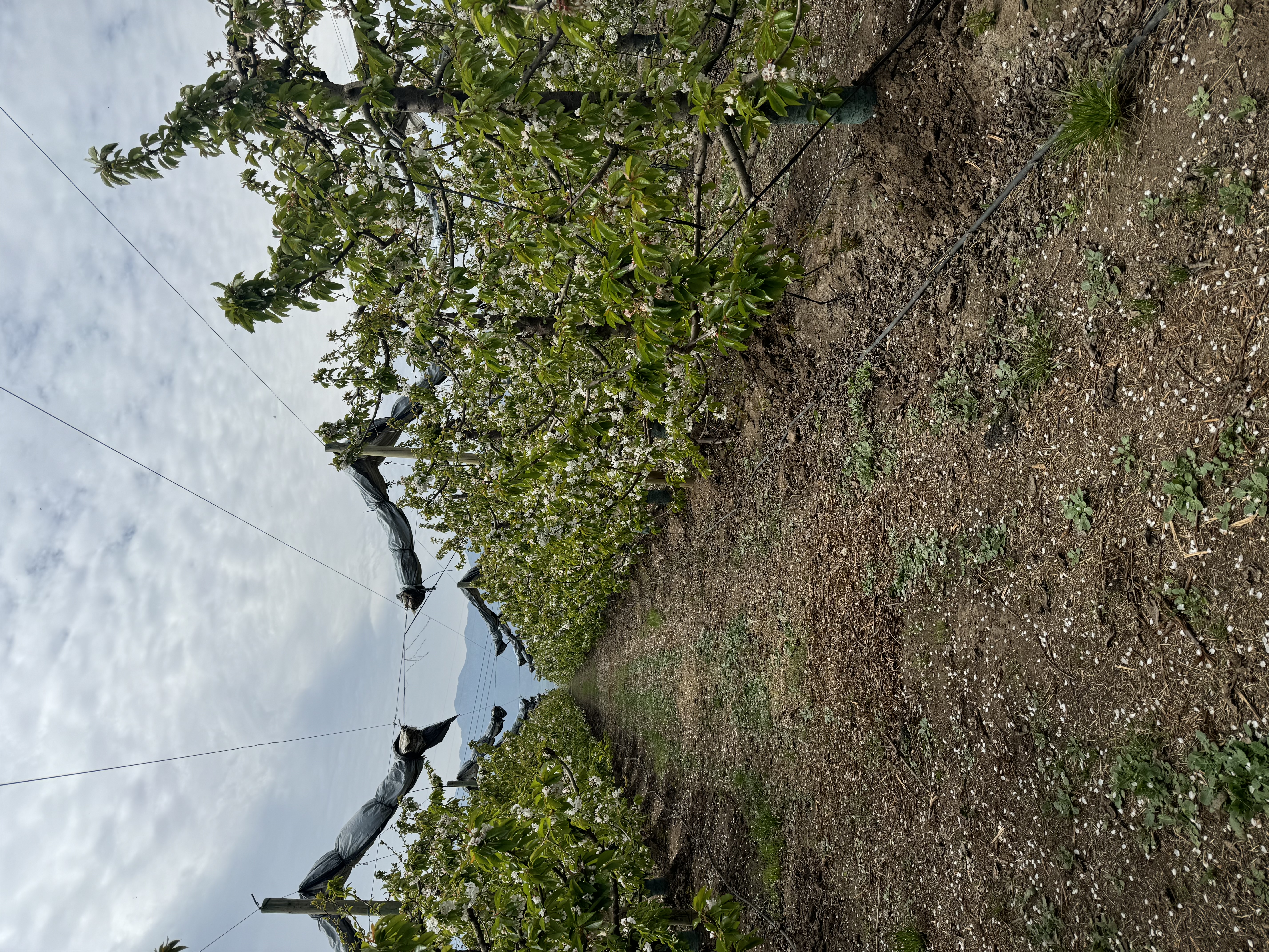Campos AgroTuncahue